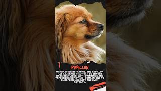 History Of Papillon Dogs Breed! #dogs #subscribe #shorts