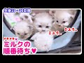 【7つ子生後19・20日目】チームワークに感動‼️飼い主がミルクを作るまで出ないおっぱいで子猫達をあやす母猫【子猫物語】 #猫 #子猫 #未熟児 #猫ミーム