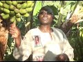 Banana farming in kisii