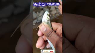 ? ஆற்று சாளை மீன் ? ll Securicula Gora ll Gora Chela ll Fresh water Fishes ll