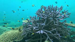 Fitzroy Island Snorkel - Great Barrier Reef