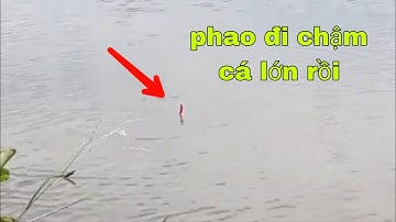 Câu cá sông " mùa nước nổi - tập 3 | phương long an tv #cauca