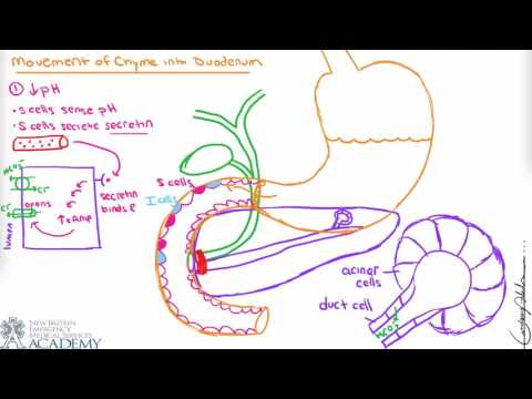 Video: Este duodenul un organ?