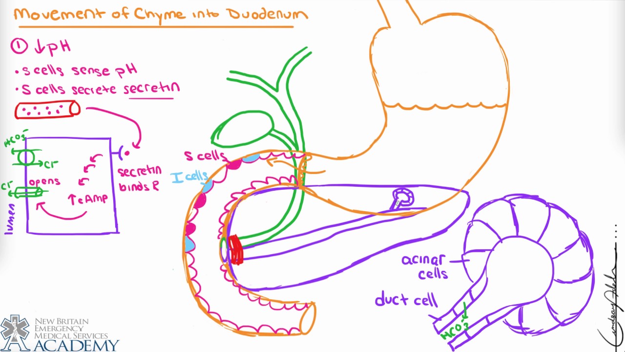 Duodenum And Accessory Organs