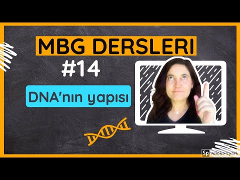 Video: DNA paketlemesinde histonların rolü nedir?