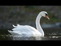 POV Swan Photography with Sony 200-600mm + A7IV