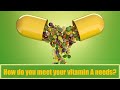 Vitamin care  which types of food source for vitamin a  med4uin