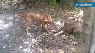 Real Apbt Dog Fight
