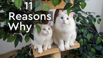 Why You Should Get Two Kittens Instead of One | The Cat Butler