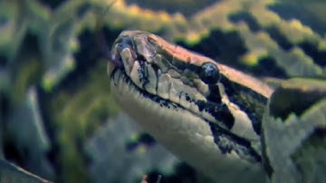 Python Attack Baby Leopard When Mother Hunting, Poor Baby!
