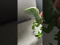 Scary saber tooth wannabe edit
