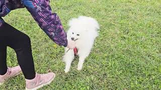 We train a Japanese Spitz on a walk