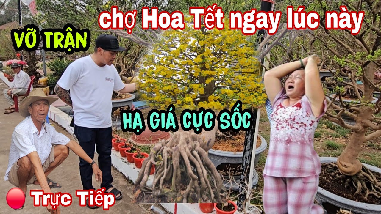 Vỡ Trận Chợ Hoa Tết Mai Bán Giá Rẻ Bèo Không Ai Mua Bình Dương Ngay Lúc Này 