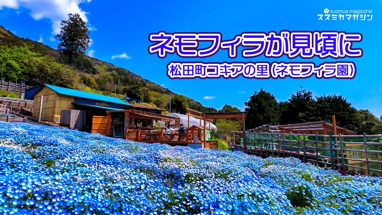 Nemophila in full bloom @ Matsuda Town #Kochia Village #Nemophila