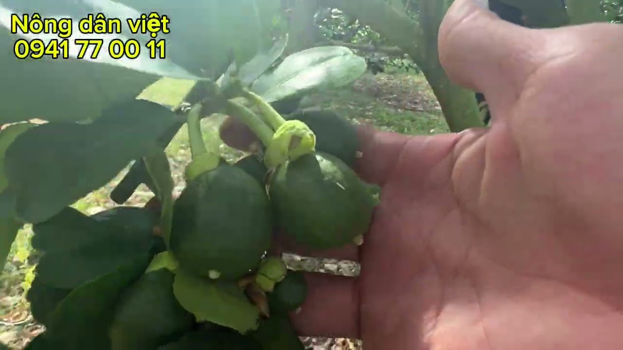 Kỷ thuật làm trái bưởi, nhiều chất đất, vùng miền khác nhau