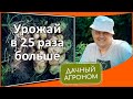 Урожай картофеля увеличится в 2.5 раза одним простым приемом! Полив картофеля своими руками