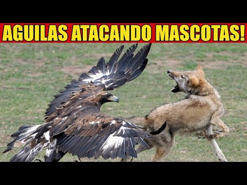 Top 10 Aves de Presa Atacando A Perros y Gatos
