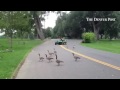 Geese chased out of a flower garden in Denver's Washington Park Thursday morning.