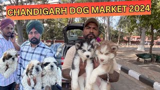 CHANDIGARH WHOLESALE PUPPY MARKET 2024 | INDIA'S BEST DOG MARKET