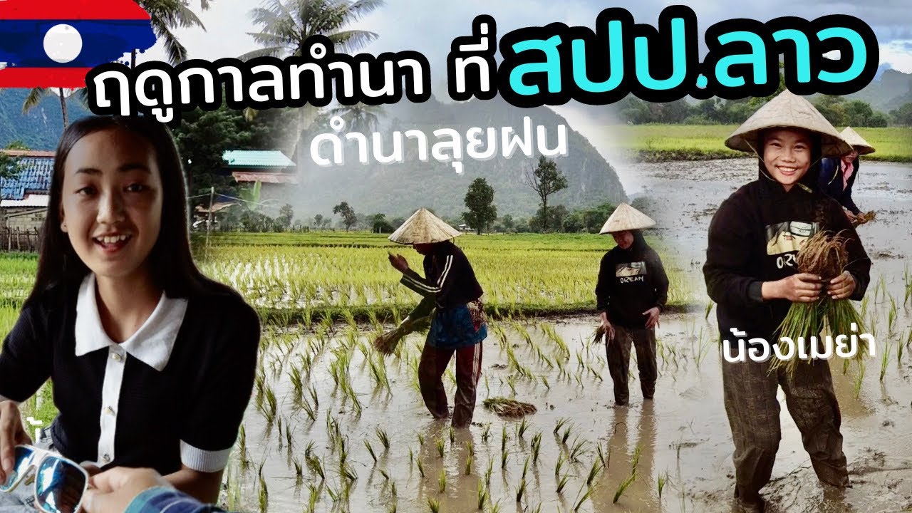 ฤดูกาลทำนาที่ สปป.ลาว เลาะเบิ่งสาวลาวดำนาลุยฝน | เล่นน้ำห้วย #น้องพลอย #laos