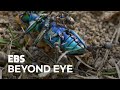 [MacroFilming] 🐜Crowded Ants on the Dead Body of a Tiger Beetle