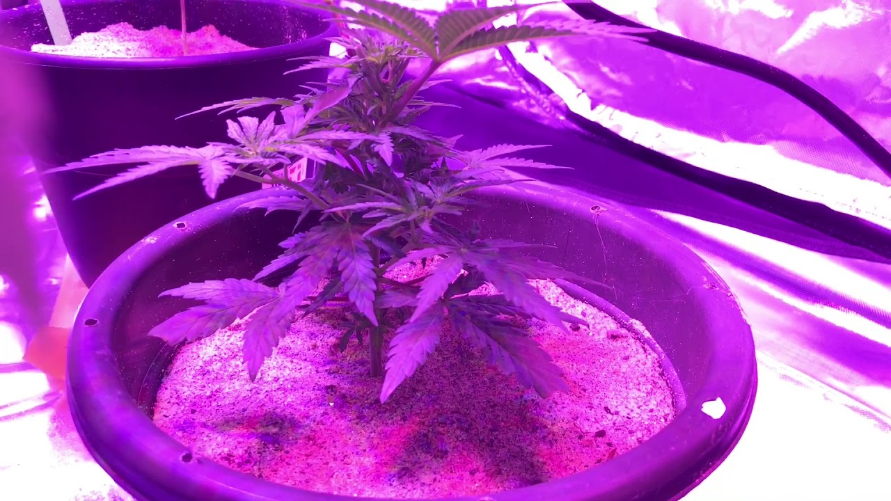 Weekly Grow update. Mystery seeds