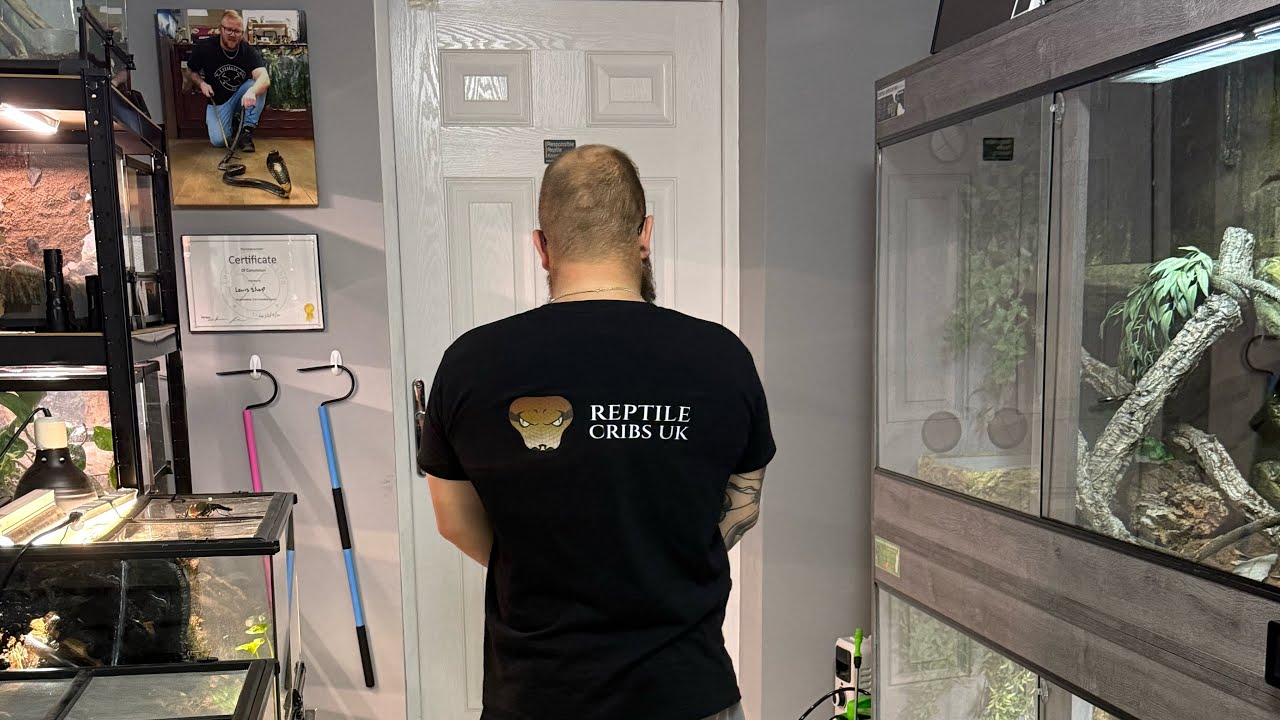 Animal room tour - Snakes, Lizard, Inverts - August 25