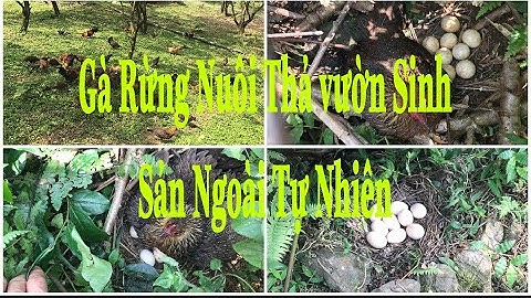 Gà rừng nuôi thả vườn sinh sản ngoài tự nhiên của kênh Núi Rừng Tv