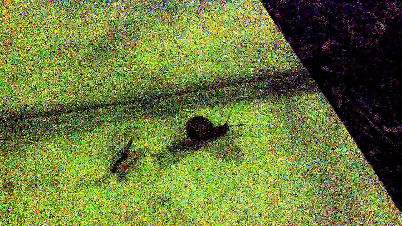 San Diego Snails A Life In Video 24 YouTube