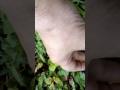 Wild edible plants: wood sorrel