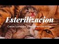 Esterilización en gata, consejos y recomendaciones - Mascoteando Ec