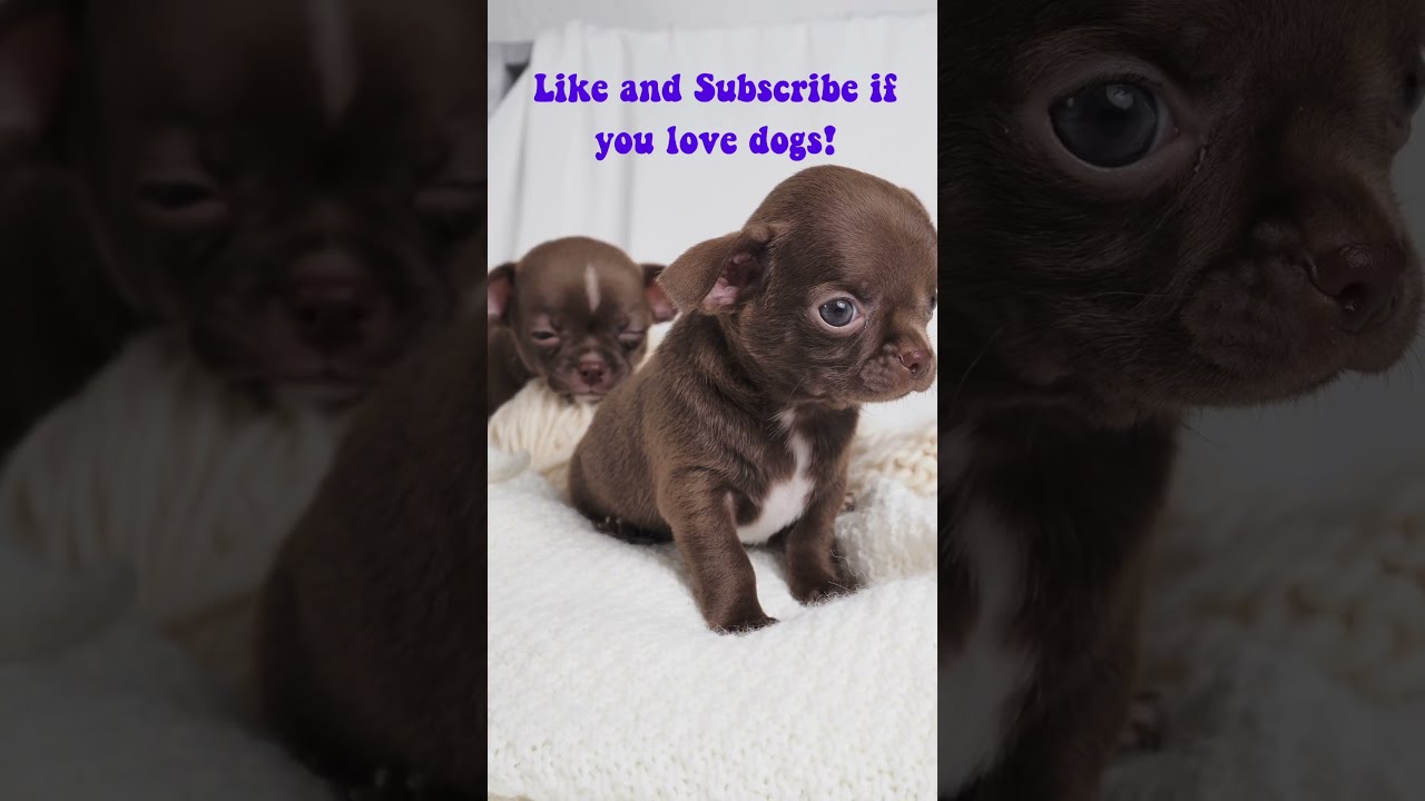Chocolate Chihuahuas Chihuahua Shorts Fyp Doglovers Puppylove Doglife Dogsofinstagram Pets