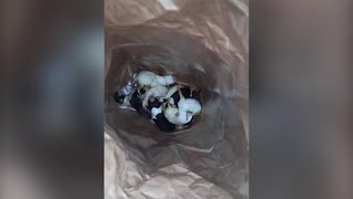 Sente dei rumori provenire da un cassonetto dentro ci sono 11 cuccioli di cane appena nati