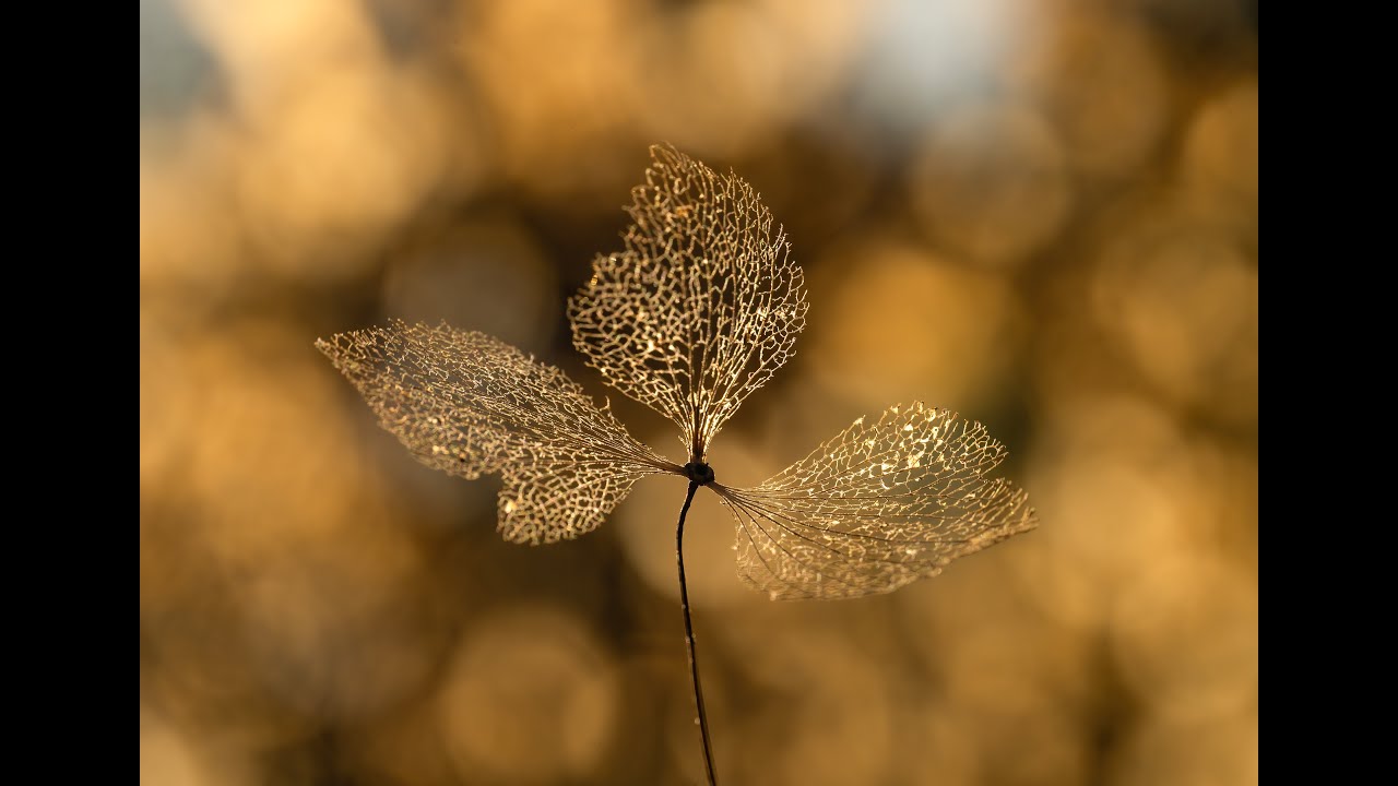 Flower Photography - Photographing plants and gardens in Winter Light