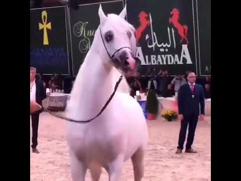 الله شحلوه غاليتي كل يوم ازيد انتي الشيخه والباقي كلهم تقليد
