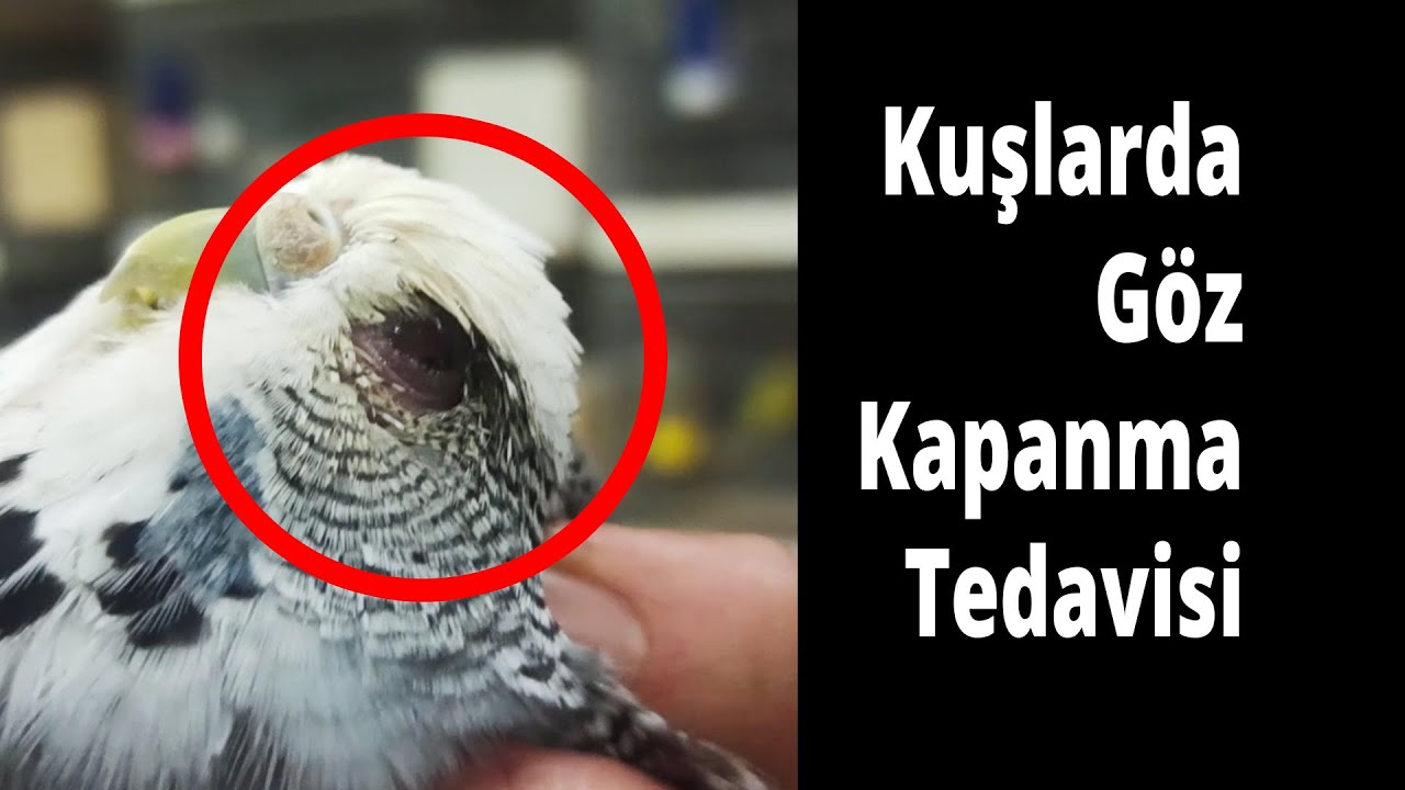 Muhabbet kuşlarında göz kapanma problemleri Genta Damla
