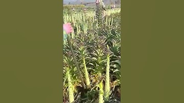 The process of removing lettuce leaves - a good tool increases work efficiency
