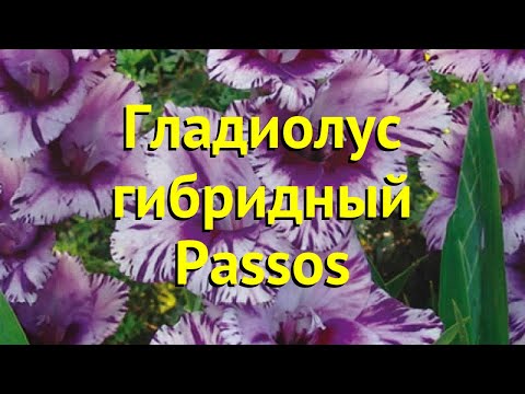 Гладиолус гибридный Пассос.