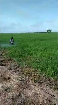 Heboh.......!!!!! story wa petani