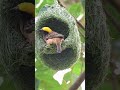 Birds Skill Of Making Nest 