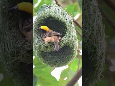 Video: Kā uzzīmēt pārtikas tīmekli: 11 soļi (ar attēliem)