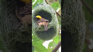 Birds Skill of Making Nest
