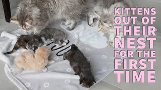 Maine coon kittens come out of their nest for the first time by Lera the Maine Coon and Friends  24,651 views 5 years ago 3 minutes, 12 seconds