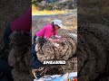 Would You Shear a Sheep That Hasn't Been Cut in 2 5 Years? 😳 #shorts