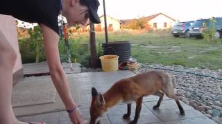 Karmienie młodego liska | Feeding wild hurt young fox