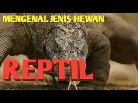 Mengenal Hewan  Jenis Reptil  YouTube