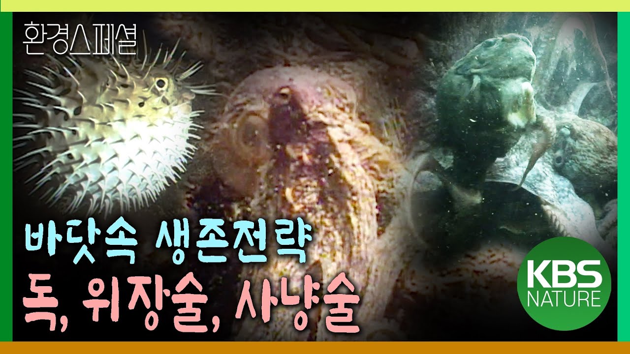 바닷속 살벌한 생존전략! 독, 위장술, 사냥술 [환경스페셜-여름특집 바다 2부작 1편 바다는 살아있다] / KBS ...
