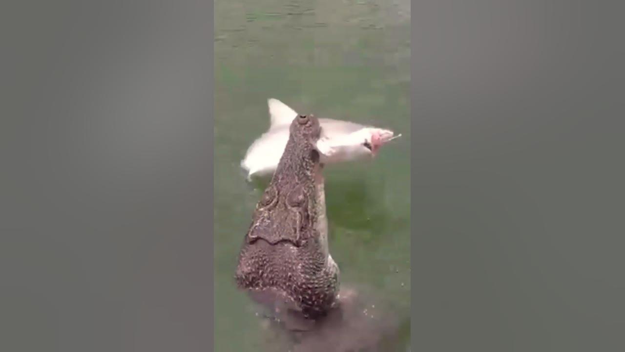 Saltwater crocodile eat shark #shorts - YouTube