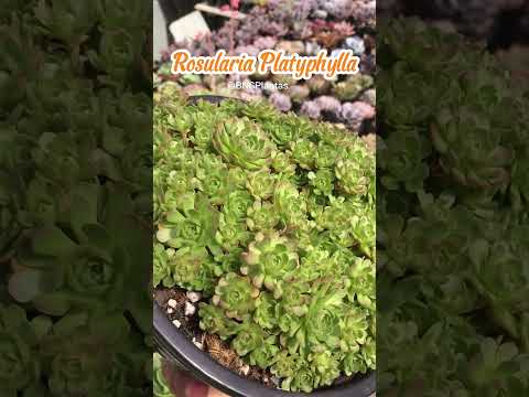 Video: Rosularia өсүмдүктөрүнө кам көрүү - Rosularia суккуленттерин отургузуу жөнүндө билип алыңыз