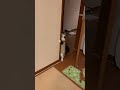 ひょっこりはんをする猫